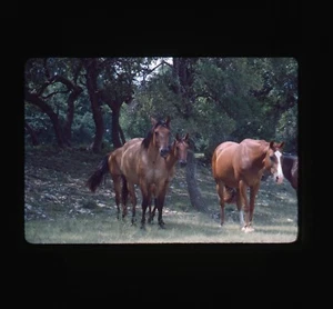 1975 Mare Horse 35mm Slide Transparency 3 - Bild 1 von 2