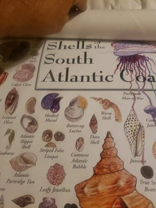 SHELLS OF THE FLORIDA Südatlantikküste Poster 19" x 27" - Bild 1 von 8