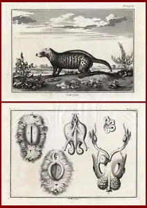 2 Antique Prints-CIVET-ANATOMY-Perrault-Duflos-1758 - Picture 1 of 1