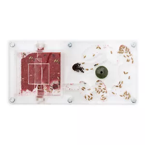 Fourmiliere Ant Farm 20x10x1 (Fourmis et reine gratuites)(Antfarm, Formicarium) - Afbeelding 1 van 11
