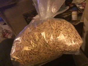 Boxelder Maple Tree seeds - Picture 1 of 1