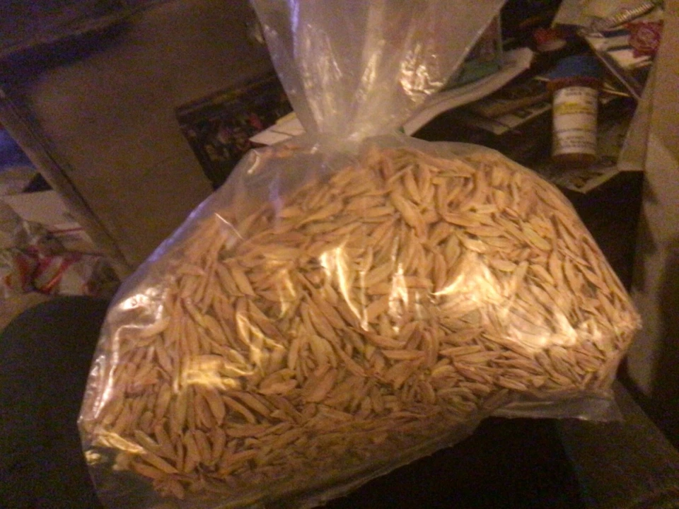 Boxelder Maple Tree seeds - Image 1 of 1