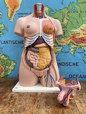 Vintage DUAL SEX TORSO Anatomical Model Educational School Anatomy Didactic  • 550£