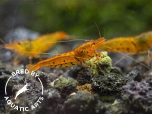 Tangerine Tiger Shrimp (Caridina serrata), BREDBY: Aquatic Arts - Picture 1 of 15
