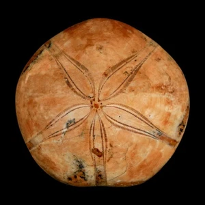 53MM Pygurus Marmonti riccio di mare fossile sabbia dollaro età giurassica Madagascar - Foto 1 di 6