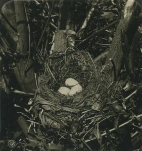 Deutschland Zoologie Turdus Merula Merle Eier altes Foto Stereo NPG 1900 - Bild 1 von 3