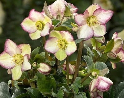 Lenten Rose Frosty Rose: Gal Size Healthy root system/foliage not trimmed - Image 1 of 4