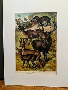 1880 Henry J Johnson Moose Deer Elk Axis Plate XLI Ungulata Art Print Matted - Picture 1 of 6