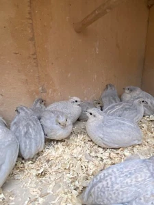 🐤10❎Chinese painted quail EGGS❇️2 EXTRAS❇ Good to incubator ❇️FREE SHIPPING✅ - Picture 1 of 24
