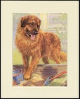 LEONBERGER LOVELY LITTLE DOG PRINT MOUNTED READY TO FRAME