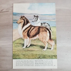  Edwin Megargee Stampa di Pittura Collie Cani Cappotto Ruvido Liscio Cornice Arte - Foto 1 di 8