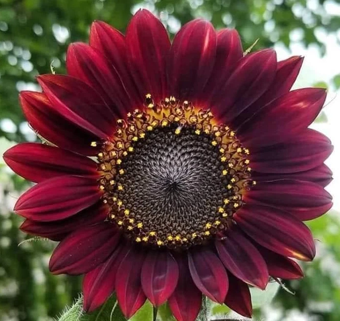 Girasol rojo velvet ( Helianthus ) 20 semillas seeds