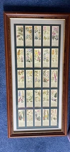 Trade Cards - Wildflowers Typhoo 1937 Framed - Picture 1 of 8