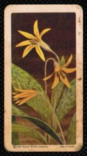 1961 Red Rose Tea Card Wild Flowers of North America #6