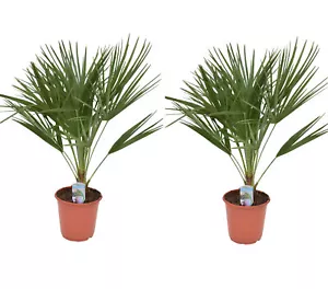2er Set Winterharte Zwergpalme 70-90 cm Chamaerops humilis Palme Grünpflanze - Bild 1 von 5