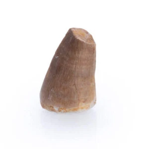 Dente preistorico di mosasauro, bellezza naturale, di alta qualità, dai sei anni - Picture 1 of 1