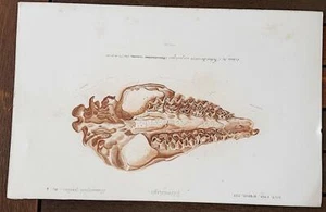 GRAVUR 19. Paläontologie. Fossile Säugetiere. Palaotherium mit dicken Füßen.  - Bild 1 von 1