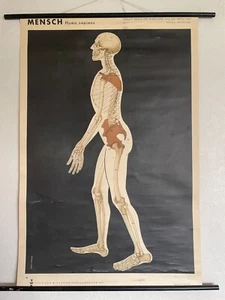 Vintage HOMO SAPIENS ANATOMIE Schulkarte Roll Down Bildungskarte MAN - Bild 1 von 22