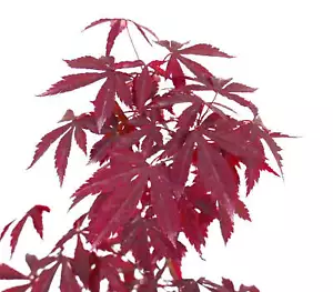 Acer palmatum cv DESHOJO - - no variegated bonsai - Bild 1 von 3