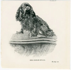 KING CHARLES TOY SPANIEL DOG LITTLE ANTIQUE 1900 DOG ART PRINT - Picture 1 of 1