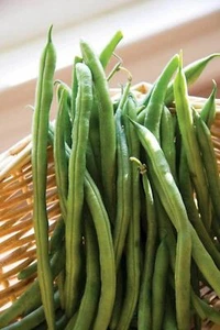 Bean Top Crop Bush Bean Seeds ,"COOL BEANS N SPROUTS" Brand. Home Gardening. - Picture 1 of 3