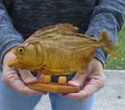 Real 8" South American Mounted Piranha fish on wooden base taxidermy #46827