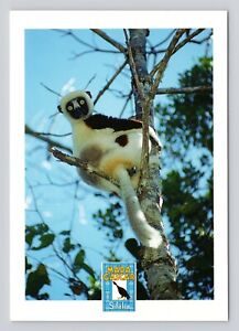 Postcard (R8) Madagascar Sifaka Lemur