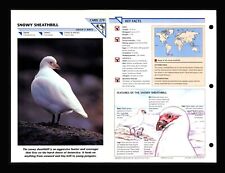 Snowy Sheathbill Wild Life Fact File Bird Animal Card Home School Study 2.279