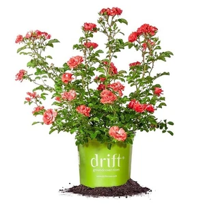 Coral Drift 1 galón - Imagen 1 de 7