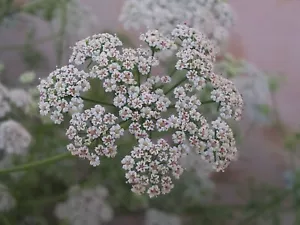 Ajwain - Ajowan - Trachyspermum ammi - 300+ Samen - Samen - Erbstück! - F 114 - Bild 1 von 1