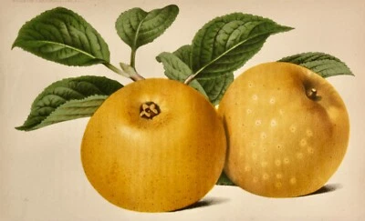 Pieter J. de Pannemaeker, Chromolithographie, unbekannte alte Apfelsorte um 1875 - Bild 1 von 4