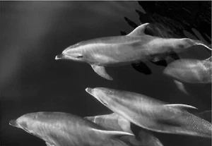 Imagen de delfines IKEA BJORKSTA (sin marco), 55 x 39 1/4" -Nuevo 705.277.15 - Imagen 1 de 3