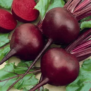 1/4 Lb Detroit Dark Red Beet Seeds - Everwilde Farms Mylar Seed Packet - Picture 1 of 2
