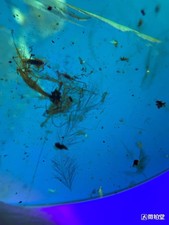 Rare Dinosaur feathers  Burmite Cretaceous Amber fossil dinosaurs era