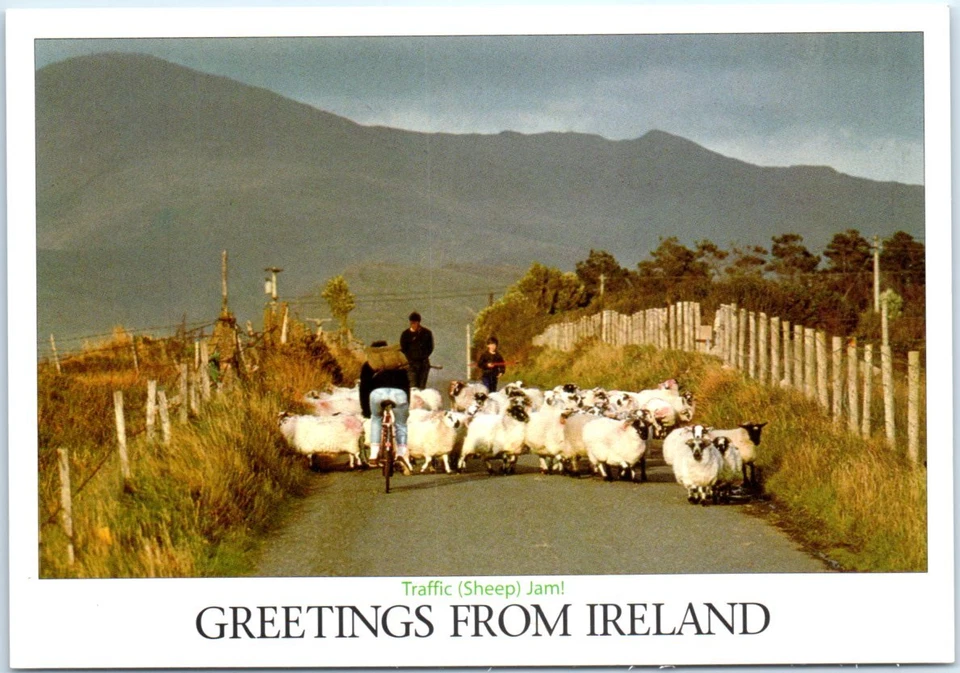 Postcard - Traffic (Sheep) Jam! - Greetings From Ireland - Image 1 of 2