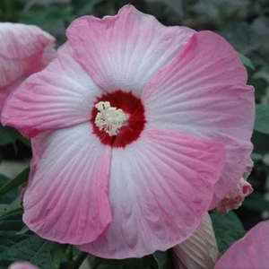 10 SEMI DI HIBISCUS MOSCHEUTOS ''PINK' - Foto 1 di 1