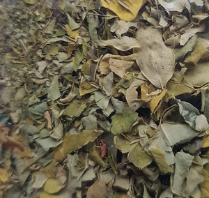 Moringa leaves - 25g bag - Aquarium Botanical's