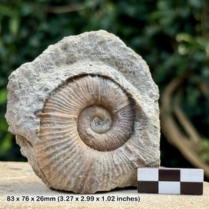 Lytoceras ammonite fossil - lower toarcian, jurassic, eype uk - genuine - Picture 1 of 2