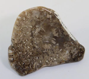 Königsfarn, Osmundacea, Perm, Queensland, Australien -k459 - Picture 1 of 5