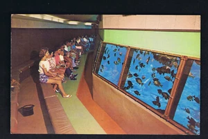 Inside Aquatorium, Silver Springs Florida - Vintage Postcard - Picture 1 of 2