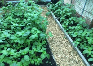 1,000+Pcs. Jute seeds,Saluyot,Koshta, Molokhia, Egyptian spinach seeds NON GMO - Picture 1 of 4