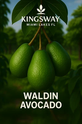 Raro Zill Auténtico WALDIN 3g Árbol de Aguacate Injertado 2-4 pies de Alto 3 Galones Foto 1 de 4