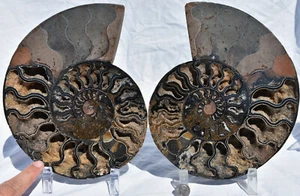 Fossil PAIR Ammonite w/ Crystals XXXLRG 8.6" 110 million years old 221mm 3265xx - Picture 1 of 12