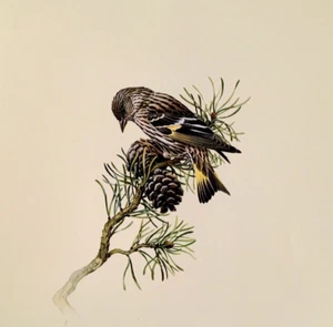 Plato de libro con impresión artística vintage J F Lansdowne Birds Pine Siskin 53 - Imagen 1 de 3