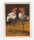 South African National Parks #72 Bird. Crowned Crane