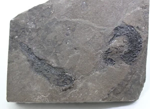 Fisch, Osteolepis panderi, Devon, Old Red Sandstone, Caithness, GBR -eb9077 - Bild 1 von 7