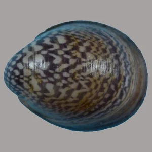 NERIPTERON VIOLACEUM (Bohol, Filipinas) 19,5 mm #46644 - Imagen 1 de 3