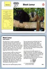 Black Lemur #106.4 Mammals - Grolier Wildlife Adventure Card