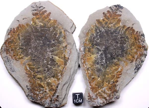 Mazon Creek Pecopteris fontainei Seed Fern Frond Carboniferous Fossil Illinois - Picture 1 of 3