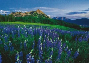 Postcard Colorado Crested Butte Wildflower Capital Lupines MINT - Picture 1 of 1